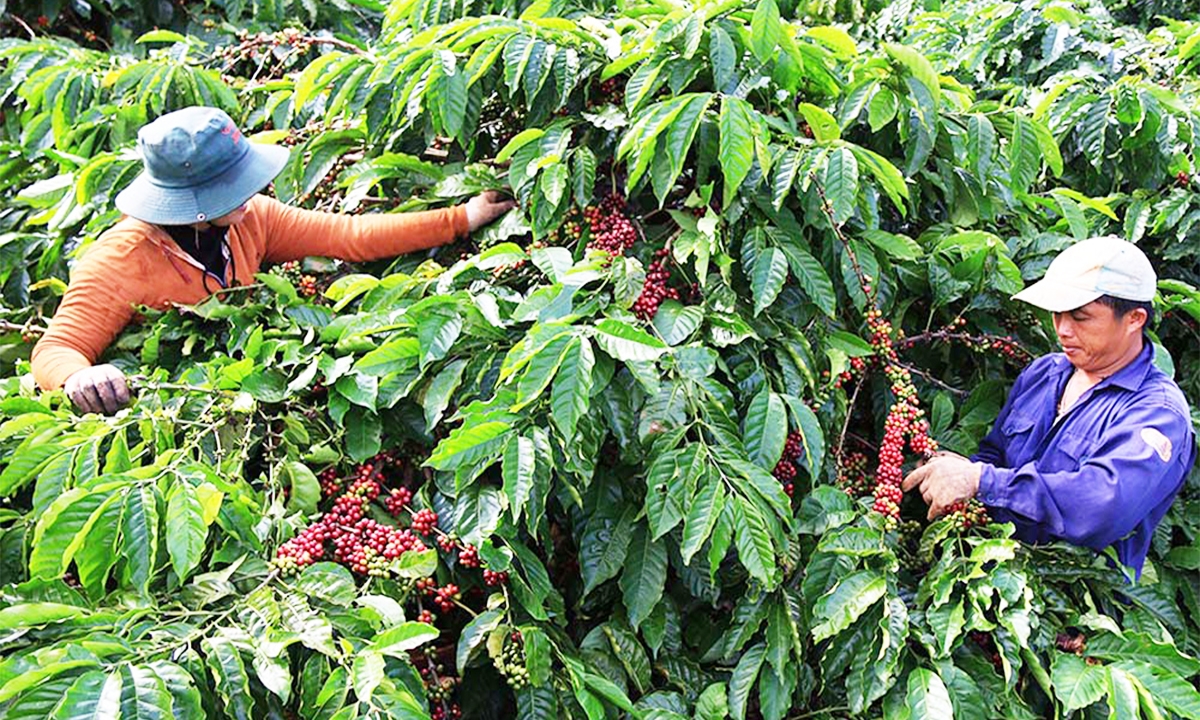 Sản xuất sạch giúp người nông dân mở rộng thị trường tiêu thụ, nâng cao giá trị kinh tế.