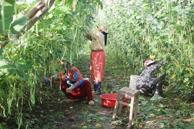 HTX đã tích cực chuyển dịch cơ cấu cây trồng, mang lại thu nhập cho thành viên.