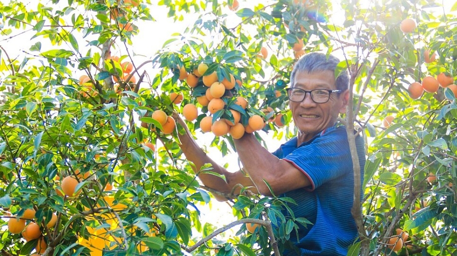 HTX thanh trà ngọt Năm Cập, một trong những HTX trồng loại quả thanh trà ở Vĩnh Long.