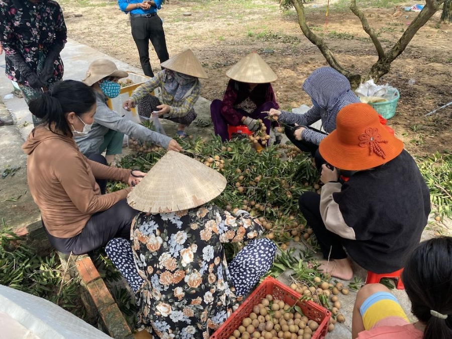 Chọn cây trồng hiệu quả cao cùng với phát triển kinh tế hợp tác được kỳ vọng giúp người dân huyện Xuyên Mộc thoát nghèo bền vững.