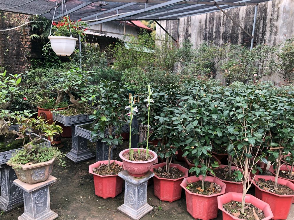 HTX phát triển lĩnh vực hoa, cây cảnh và một số loại cây ăn quả để phục vụ người dân địa phương trong quá trình chuyển đổi từ nông thôn sang đô thị.