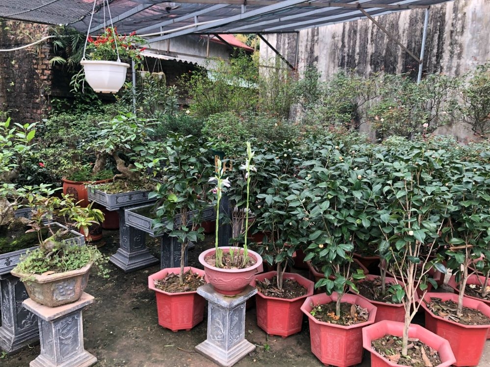 HTX phát triển lĩnh vực hoa, cây cảnh và một số loại cây ăn quả để phục vụ người dân địa phương trong quá trình chuyển đổi từ nông thôn sang đô thị.