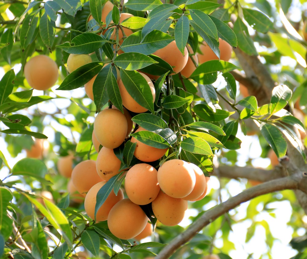 Quả thanh trà ngọt trồng tại Vĩnh Long được nhiều người tiêu dùng tìm mua.