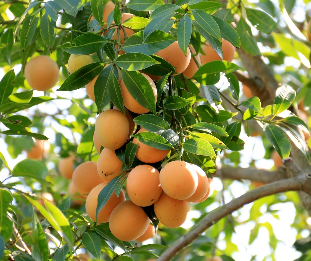 Quả thanh trà ngọt trồng tại Vĩnh Long được nhiều người tiêu dùng tìm mua.