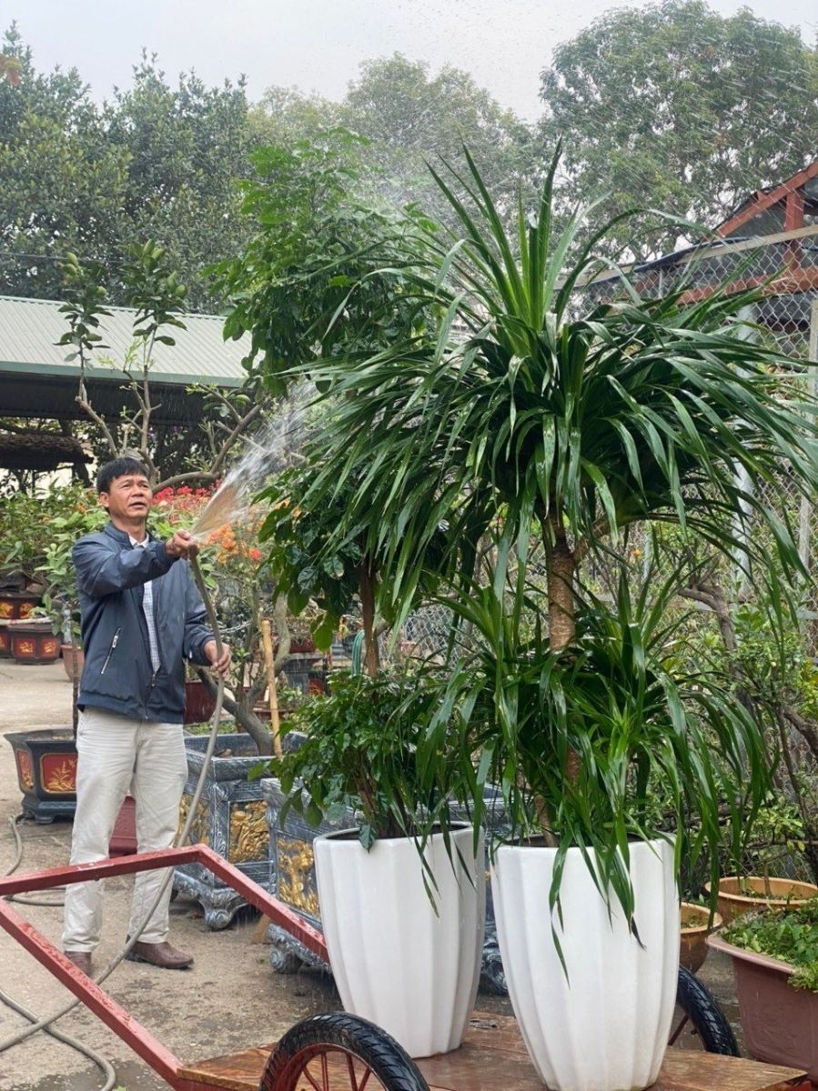 Các cây phong thủy như bạch mã, đuôi công, kim tiền, lưỡi hổ... được nhiều khách hàng ưa chuộng để bày trong văn phòng, nhà ở.