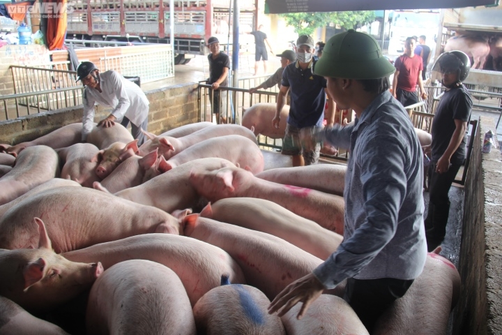 Giá lợn hơi vẫn chưa bật tăng khiến người chăn nuôi gặp nhiều khó khăn.