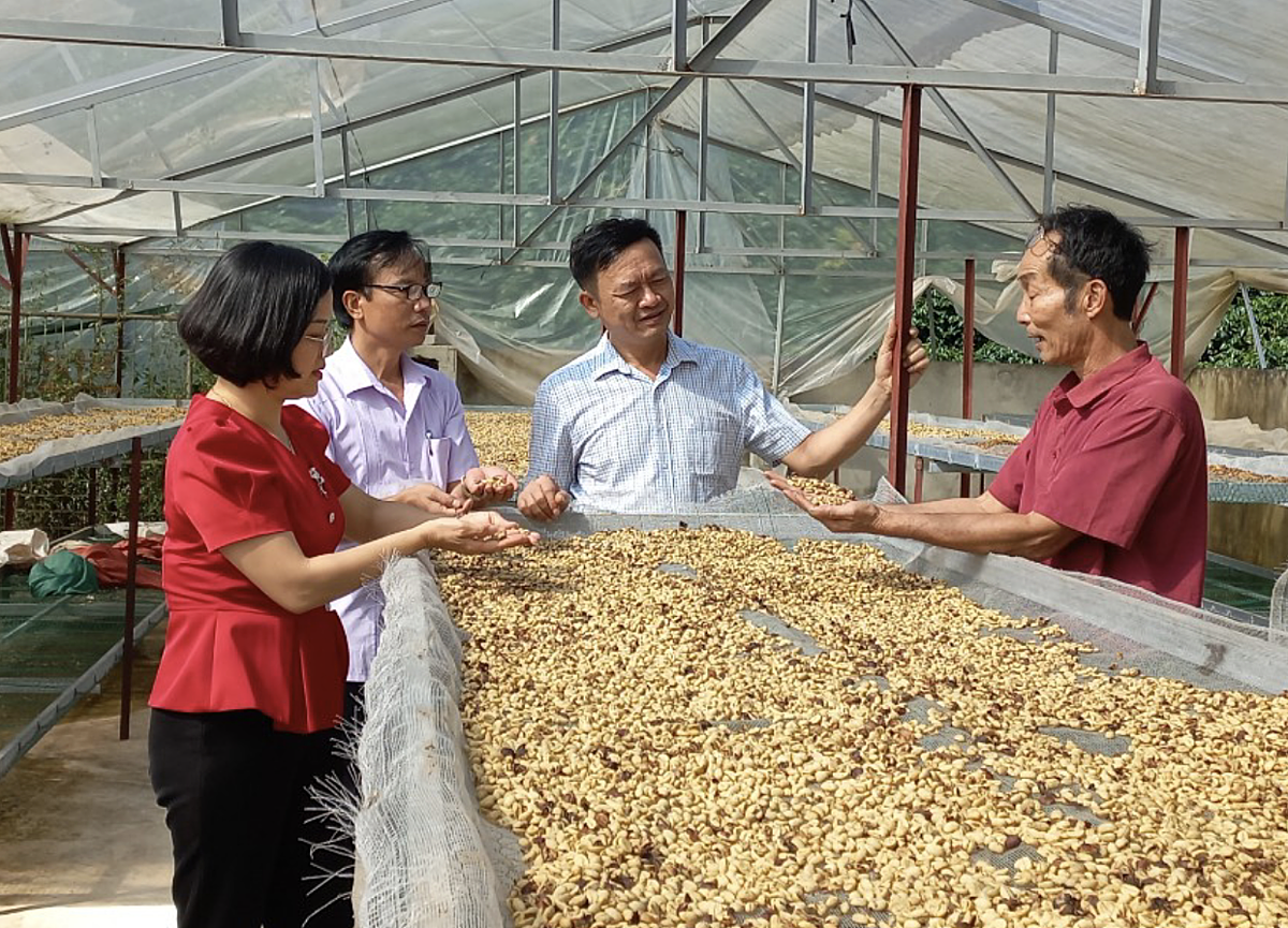 Mô hình HTX kiểu mới không thay thế kinh tế hộ. Ảnh: HTX cà phê Bích Thao, Tp Sơn La, tỉnh Sơn La.