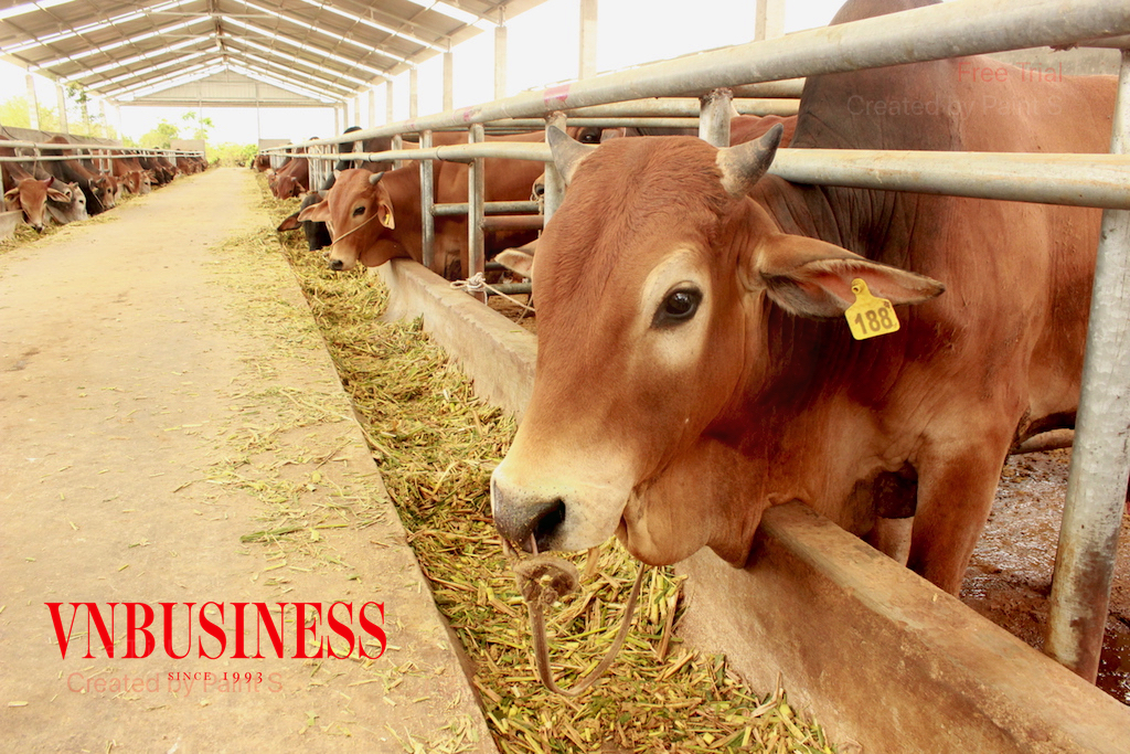 Các mô hình HTX chăn nuôi bò ở huyện Dầu Tiếng mang lại cuộc sống khấm khá cho người dân địa phương.