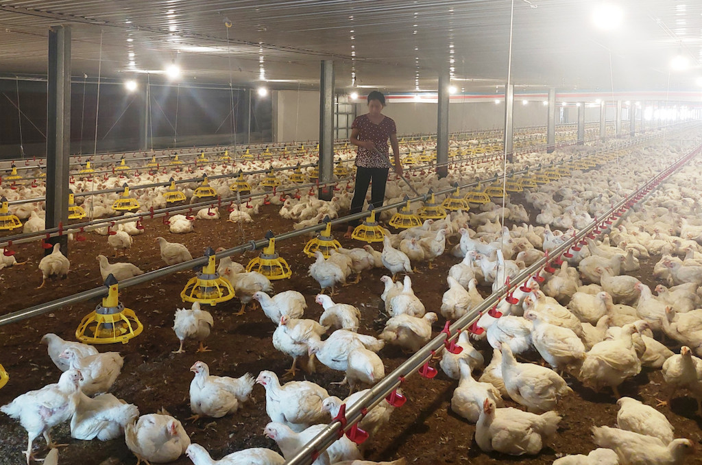 Minh Hòa là một trong những xã tiên phong ở huyện Dầu Tiếng trong mô hình HTX chăn nuôi gà, heo trang trại lạnh.