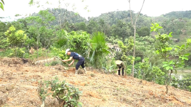 Các HTX, tổ hợp tác đang tham gia tích cực vào công cuộc xóa đói, giảm nghèo.