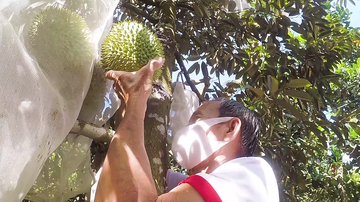 Nông thôn mới Quảng Ngãi có nhiều khởi sắc nhờ chú trọng tái cơ cấu nông nghiệp, phát triển kinh tế nông thôn.