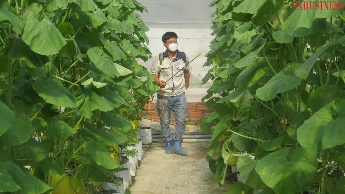 Các chế phẩm sinh học được sử dụng ngay tại khu vực trồng dưa vàng của HTX.