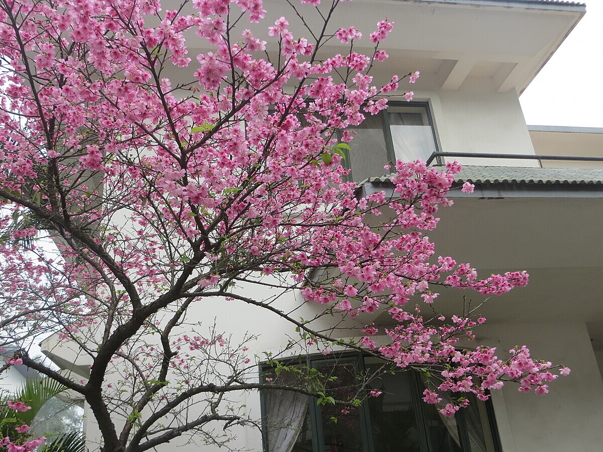 Hoa anh đào khoe sắc ở Thụy Khuê, Hà Nội.