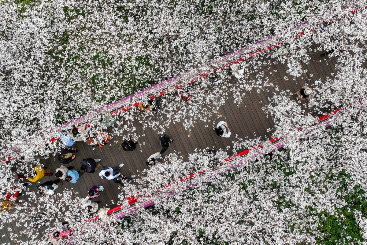 Ngắm hoa anh đào trong một công viên ở thành phố Ninh Ba, Trung Quốc