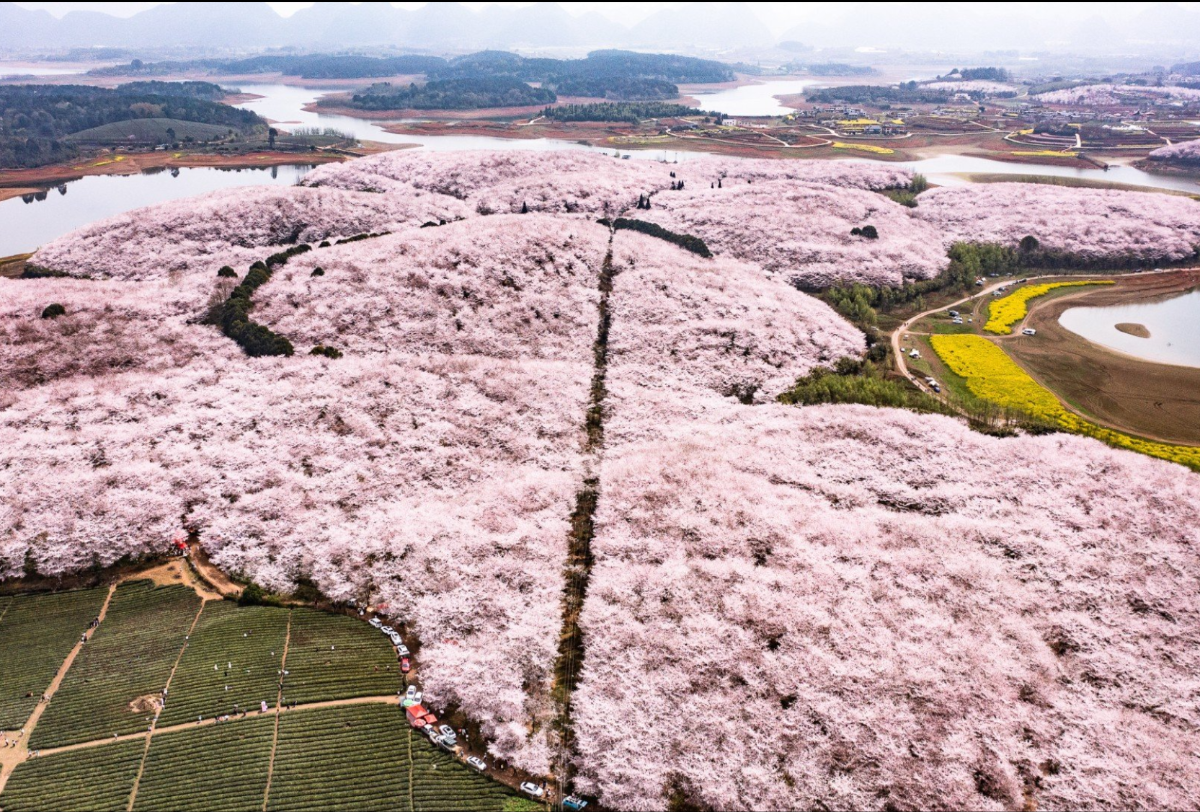 Hoa anh đào ở tân khu Guian, Trung Quốc