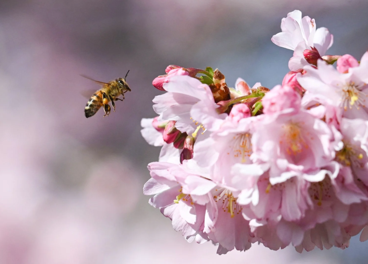 Một con ong đang bay đến bông hoa anh đào ở Munich, Đức