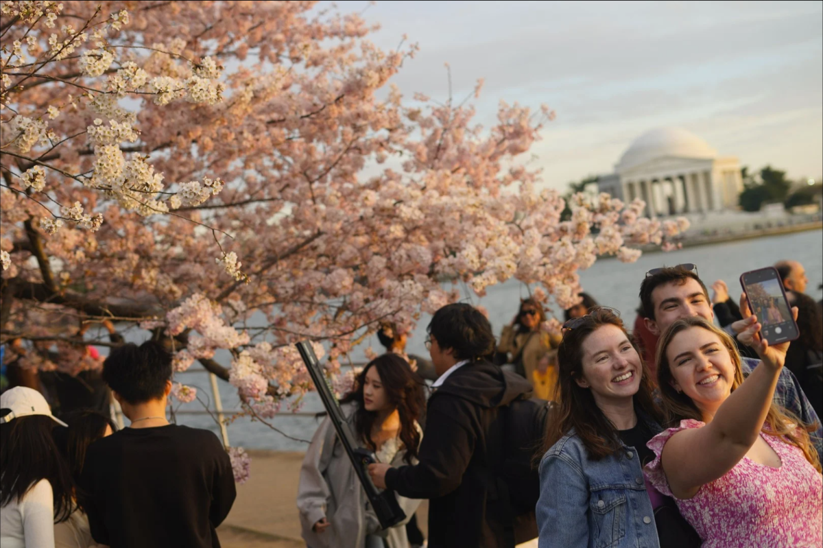 Du khách chụp ảnh hoa anh đào mọc dọc theo hồ Tidal Basin ở Washington