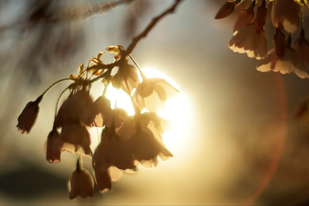 Hoa anh đào rực rỡ trong ánh bình minh dọc theo Tidal Basin ở Washington.