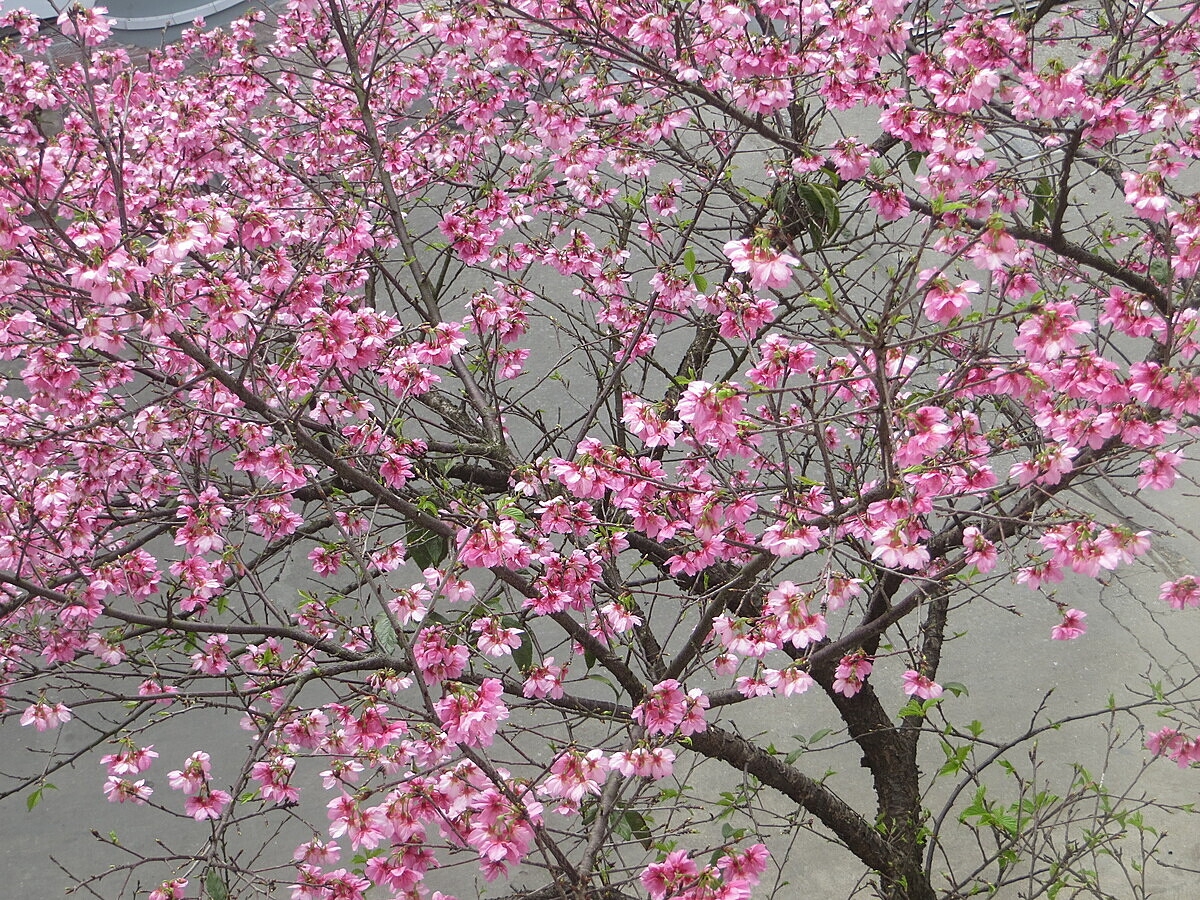 Hoa anh đào khoe sắc ở Thụy Khuê, Hà Nội.