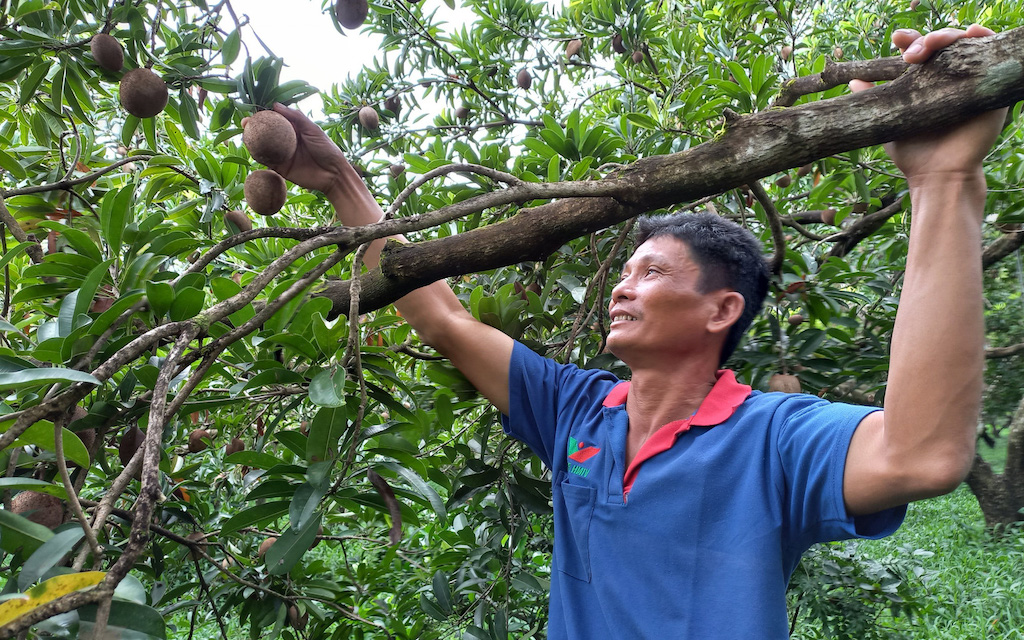 Điều kỳ vọng từ việc phát triển các HTX nông nghiệp ở vùng đất “cây lành trái ngọt” như Cai Lậy là giúp cải thiện nguồn thu nhập cho nông dân.