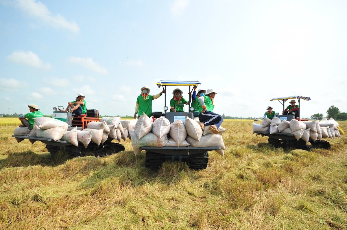 Gạo Việt Nam đang bán được giá do cầu thế giới tăng cao.