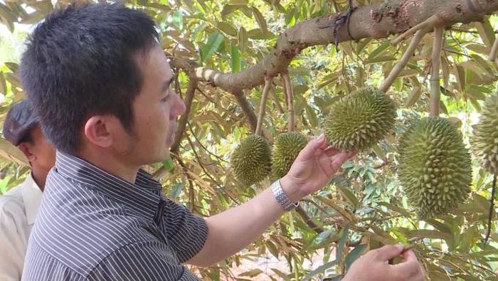 Nhiều HTX trồng sầu riêng muốn tham gia bảo hiểm nông nghiệp nhưng chưa thể vì đối tượng cây trồng, vật nuôi đang bị bó hẹp.