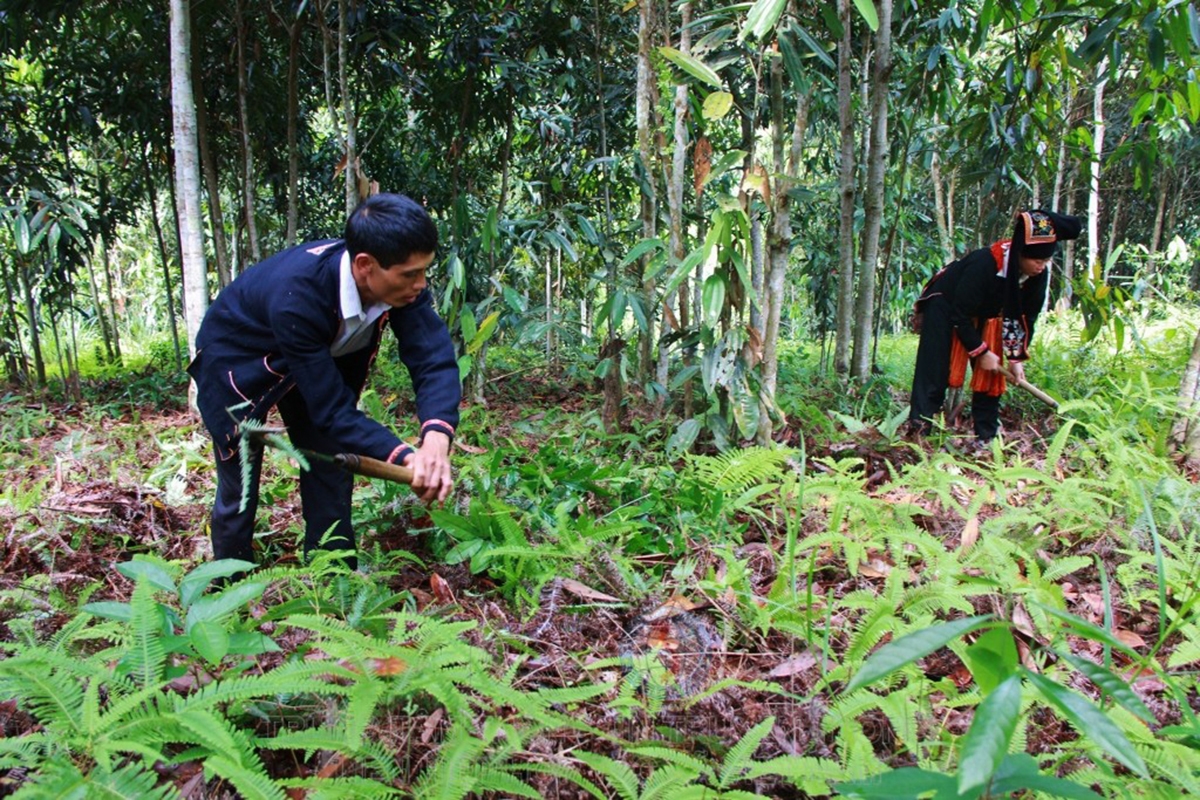 Cây quế đang là cây chủ lực trong xóa đói giảm nghèo vùng dân tộc thiểu số ở Bảo Yên &lpar;Ảnh: TL&rpar;.