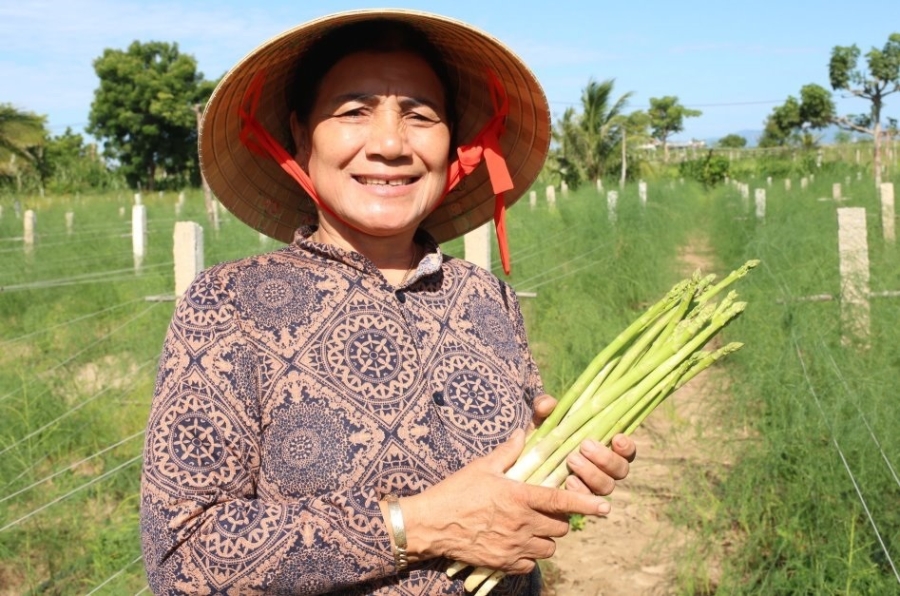 Bà Châu Thị Xéo tiên phong phát triển loài rau vua măng tây ở vùng đất cát.
