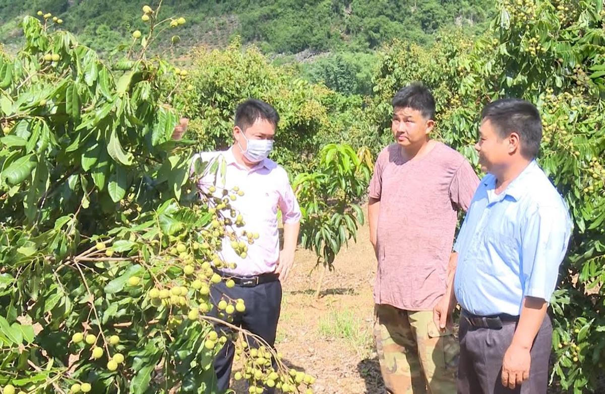 Mai Châu đang là điểm sáng trong phát triển nông nghiệp theo hướng hiện đại tại Sơn La (Ảnh: STV).