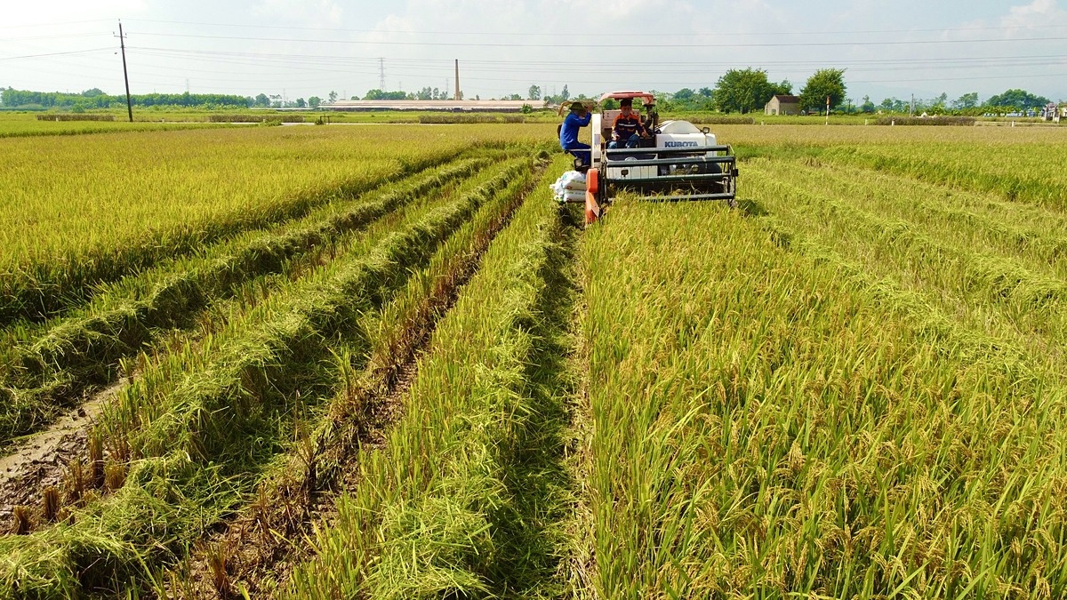 VietinBank triển khai nhiều chương trình ưu đãi cho vay thu mua, kinh doanh thóc, gạo. (Ảnh: TTXVN)