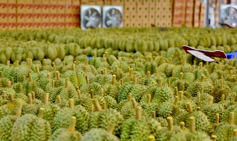 Sầu riêng Việt Nam chủ yếu được xuất khẩu sang thị trường Trung Quốc.