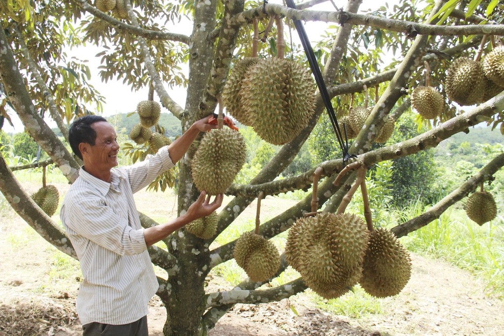 Để góp phần giảm nghèo, huyện Lộc Ninh đang thúc đẩy phát triển các HTX, tổ hợp tác trong lĩnh vực nông nghiệp.