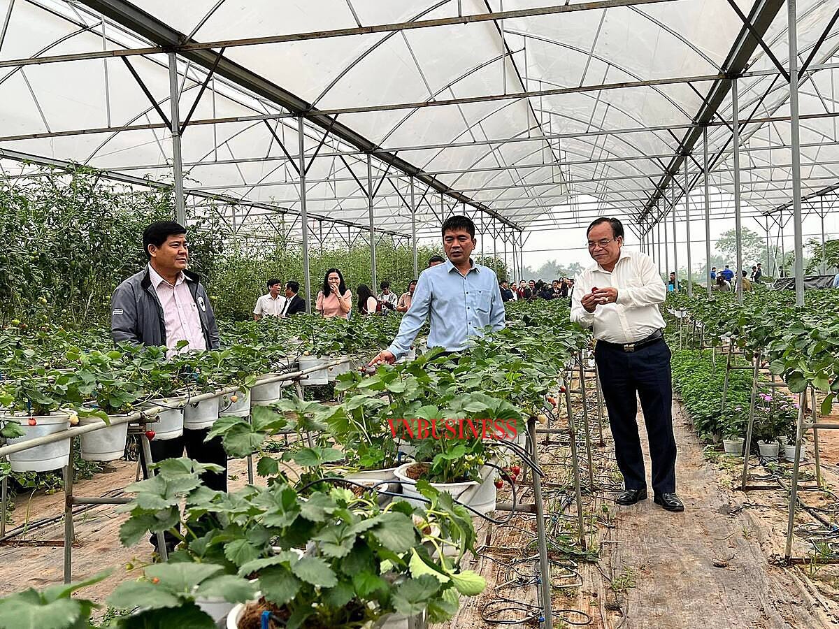 Du khách trải nghiệm vườn dâu tây của HTX.