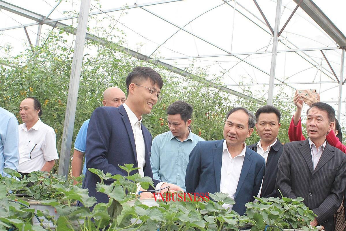 Anh Vũ Văn Lực (đeo kính) Giám đốc HTX Dâu tây và Nho Vĩnh Ngọc giới thiệu với đoàn công tác về mô hình sản xuất của HTX.