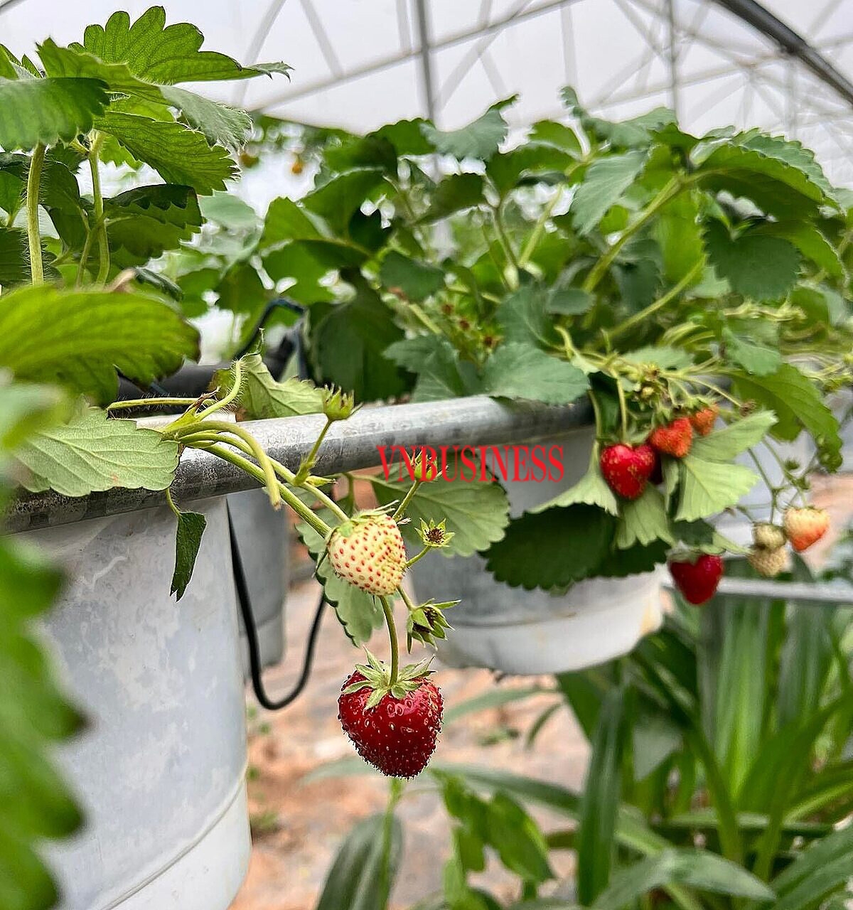 Những trái dâu tây của HTX bắt đầu chín.