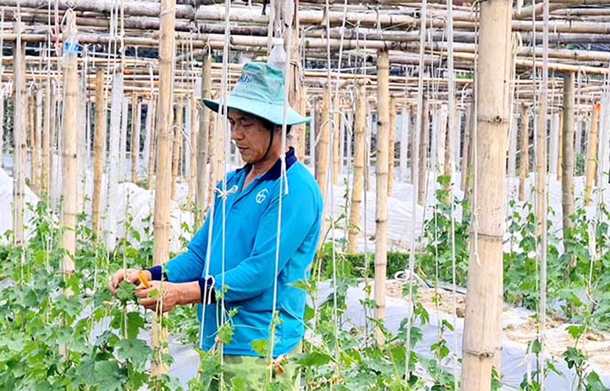 Hiệu quả của các HTX đang là một trong những ngòi nổ trong xây dựng nông thôn mới tỉnh Hải Dương.