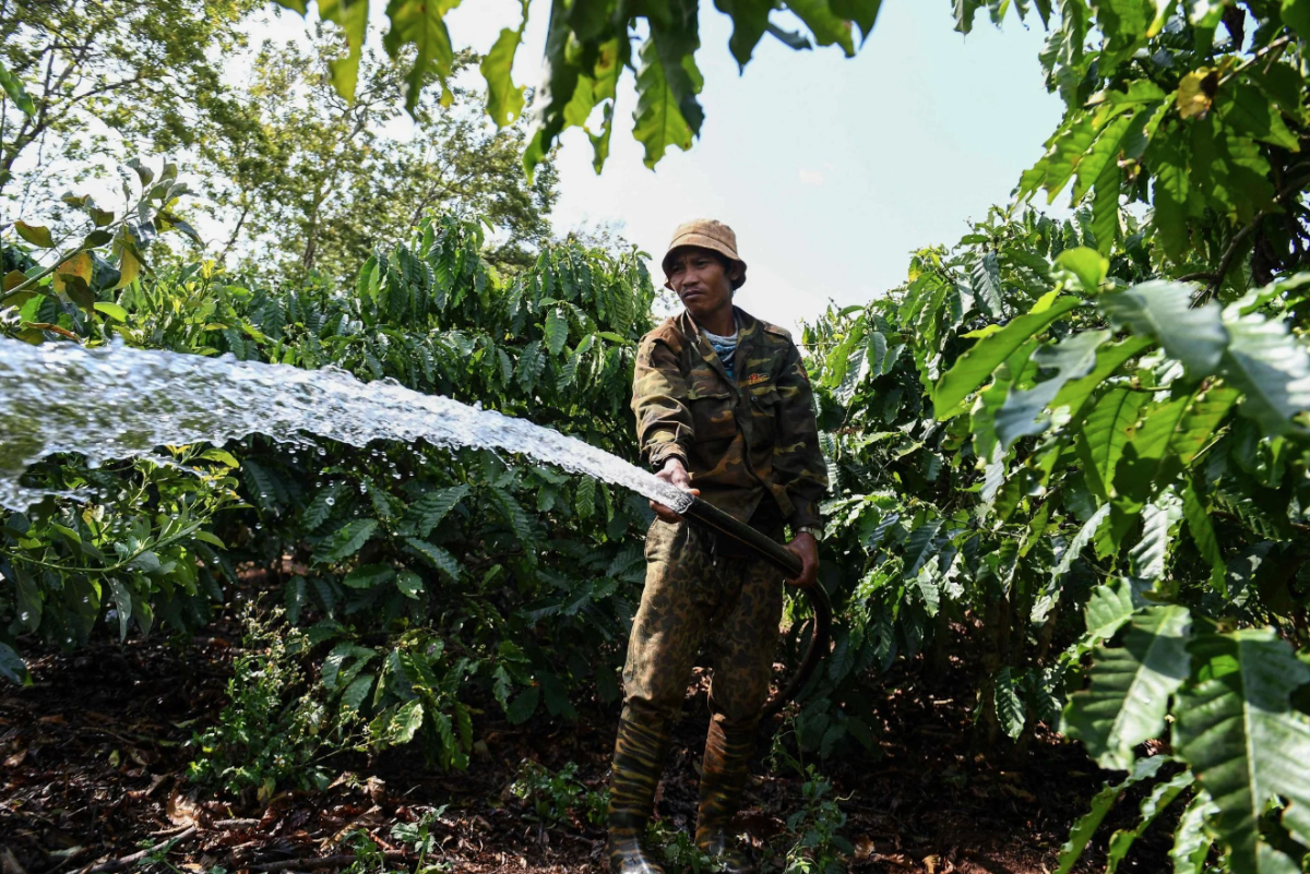 Một nông dân đang tưới cây cà phê tại một trang trại ở Tây Nguyên. Ảnh: Nhạc Nguyễn/AFP