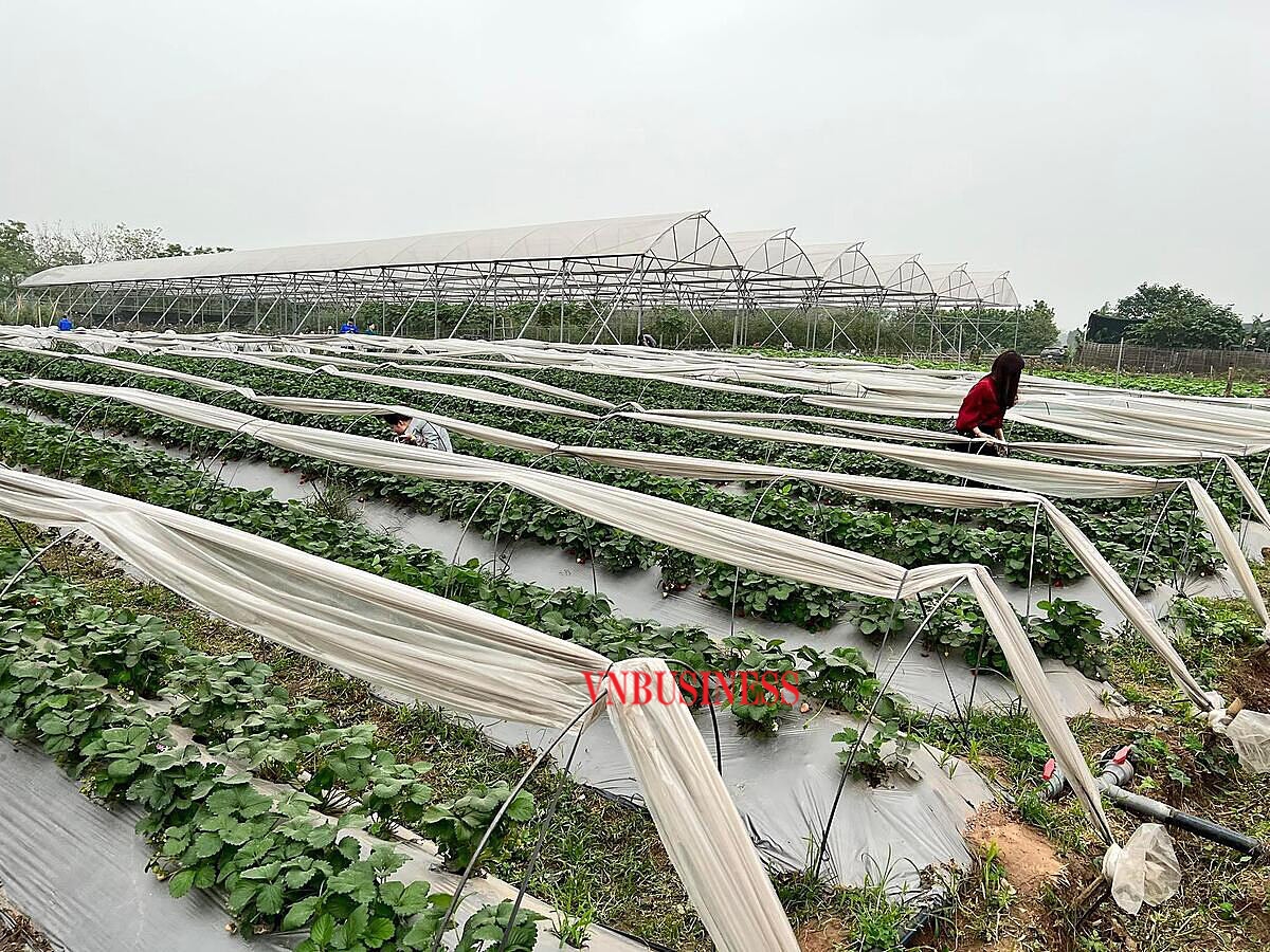 Sau gần 4 năm hoạt động, bằng việc ứng dụng các công nghệ, linh hoạt trong sản xuất, HTX đã mở rộng diện tích sản xuất, trong đó có 3ha nho và 2ha dâu tây.