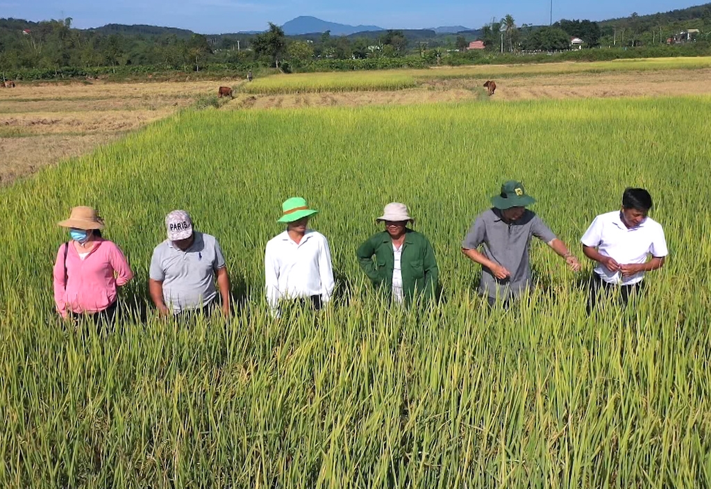 HTX lúa gạo chất lượng Lộc Khánh được kỳ vọng sẽ đem lại những khởi sắc trong việc thúc đẩy phát triển kinh tế hợp tác ở xã Lộc Khánh.