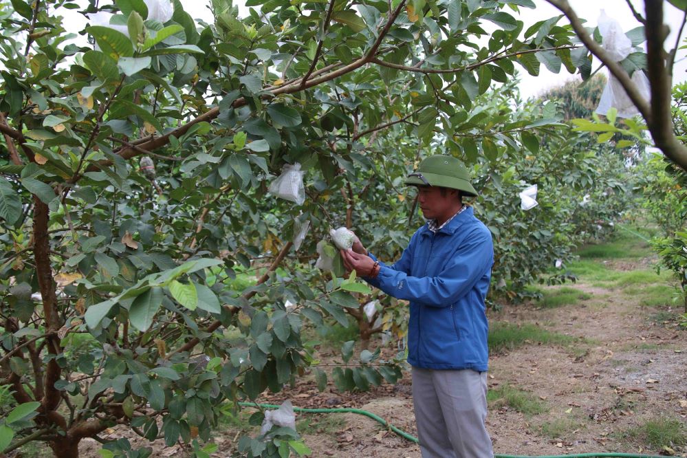Ngoài mô hình lúa cá, đất hoang hóa còn được tận dụng trồng cây ăn quả, nhờ đó đã tạo thêm việc làm và thu nhập cho các thành viên HTX.