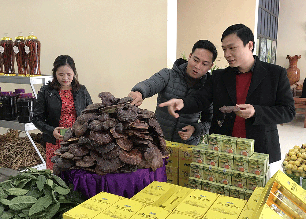 Việc tiếp cận vốn vay từ Quỹ vẫn còn những khó khăn nhất định với một số HTX, trong đó khó khăn lớn nhất chính là tài sản thế chấp.