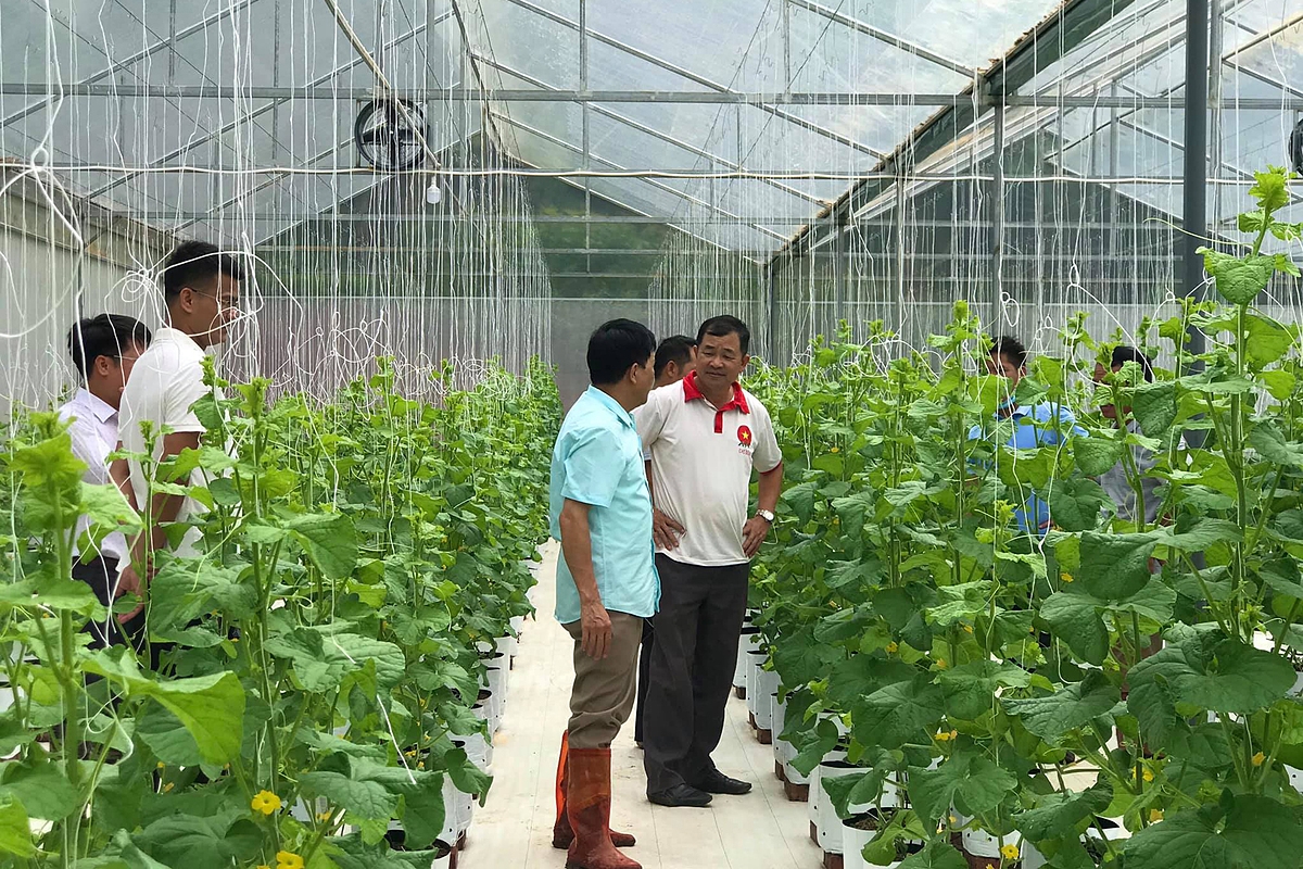 Liên kết, hợp tác theo mô hình HTX sẽ giải quyết những khó khăn trong sản xuất nông nghiệp.