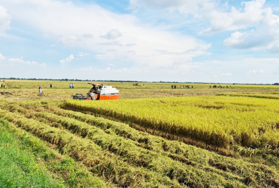 Xây dựng cánh đồng lớn, ứng dụng công nghệ cao là chìa khóa để HTX nâng tầm hạt gạo (Ảnh: BAG).