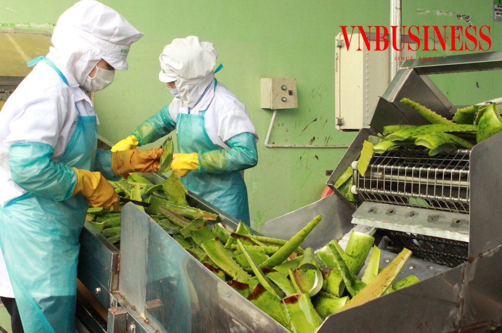 Tăng chi phí nguyên liệu khiến cho DN chế biến nông sản thận trọng về lợi nhuận trong năm nay.