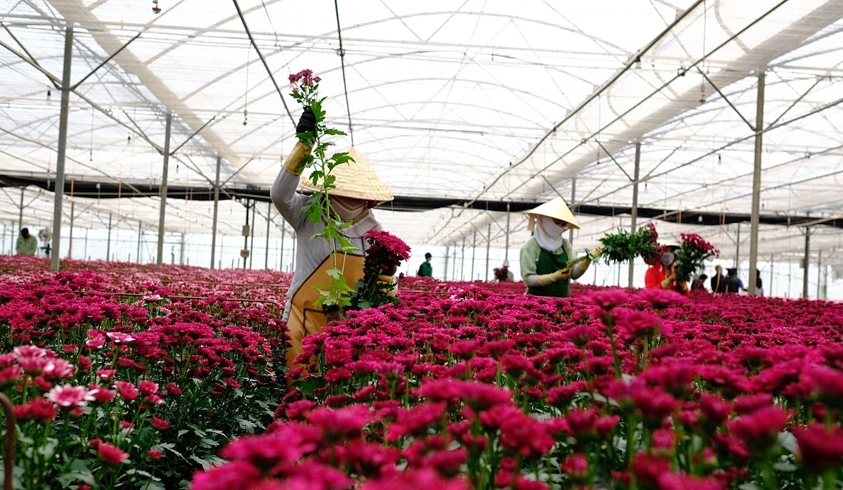 HTX chưa thể bình đẳng được so với doanh nghiệp vì nhiều chính sách pháp lý chưa đi vào thực tiễn.