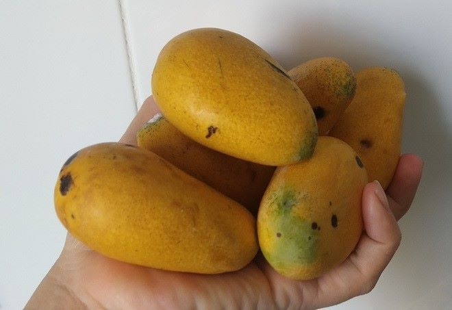 Giống xoài Thanh Ca của Việt Nam có hình dáng tương tự xoài mút nhưng người trồng không để kinh doanh.