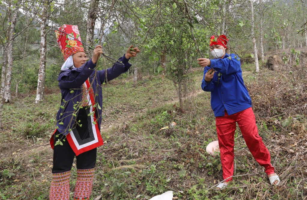 Thu hoạch hồi tại khu Khe Coóc &lpar;thị trấn Bình Liêu, huyện Bình Liêu&rpar;.