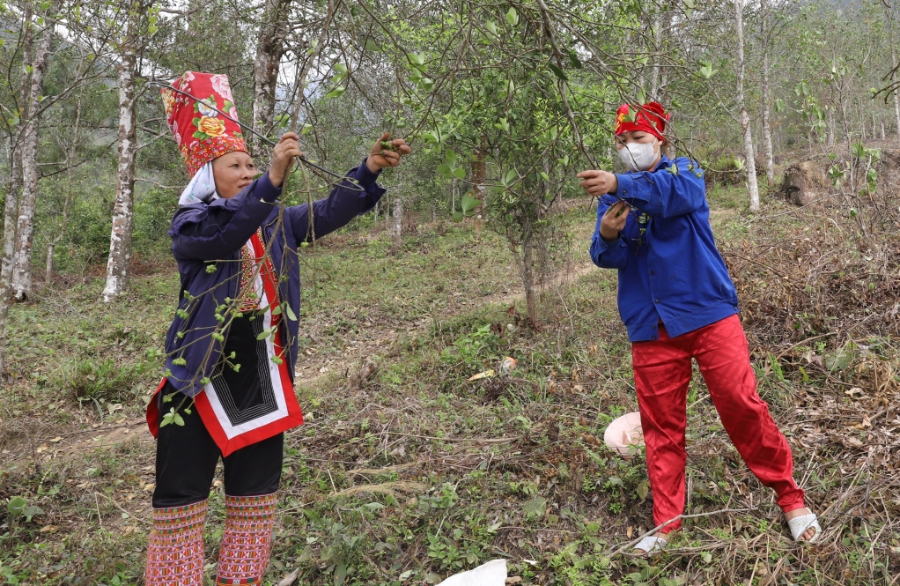 Thu hoạch hồi tại khu Khe Coóc &lpar;thị trấn Bình Liêu, huyện Bình Liêu&rpar;.