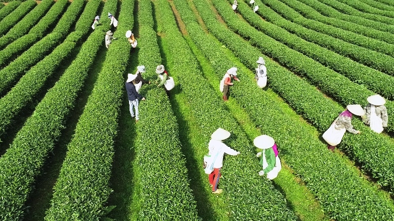 Khu vực kinh tế tập thể, HTX đã có những đóng góp không nhỏ vào tăng trưởng chung của nền kinh tế.