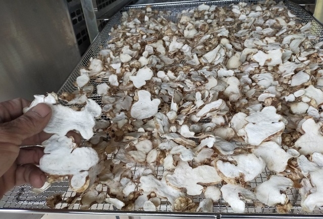 Các mô hình trồng nấm dược liệu đã góp phần xóa đói, giảm nghèo, chuyển dịch cơ cấu kinh tế, tạo việc làm và tăng thu nhập cho người dân.